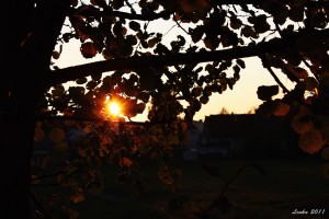 IMG_6226